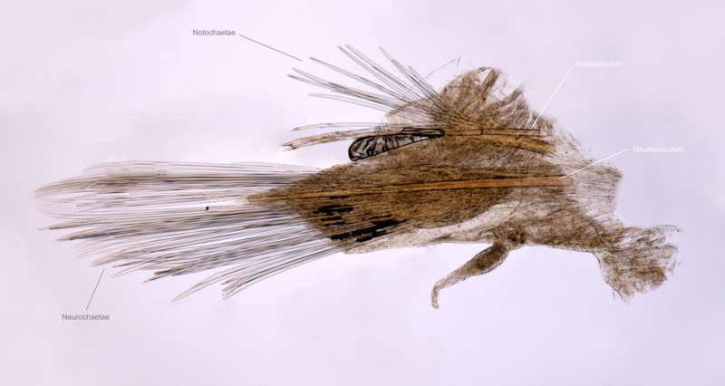 File:Arctonoe sp. parapodium with chaetae labels.png