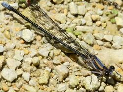 Argia moesta-male teneral.jpg