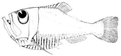 Argyropelecus hemigymnus.jpg