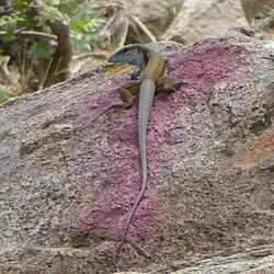 Aspidoscelis sackii.jpg