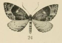 Aurevilius, 1910. Pl.2-24-Triphosa tritocelidata.JPG