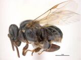 Austroplebeia australis female worker