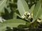 Avicennia germinans-flowers2.jpg