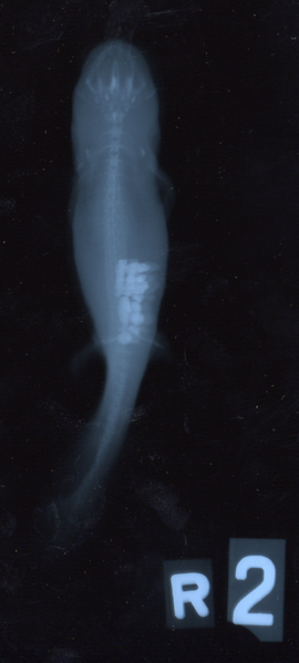 File:Axolotl with Grit XRay.png