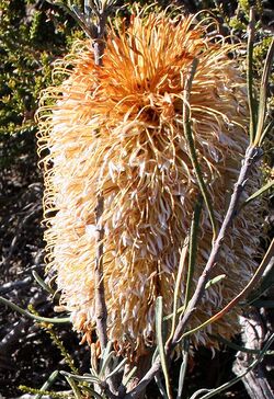 Banksia grossa 3 nofbadgingarra email.jpg