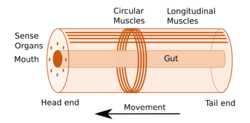 Bilaterian body plan.svg