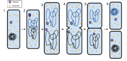 Binary Fission 2.svg