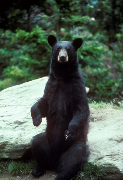 File:Black bear large.jpg