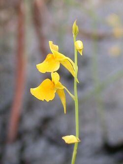 Bladderwort Utricularia odorata (6181043003).jpg