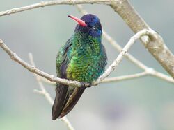 Blue-headed Sapphire - Colombia.jpg