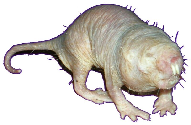 File:Blueish-Naked-Mole-Rat extracted-on-white-background.jpg