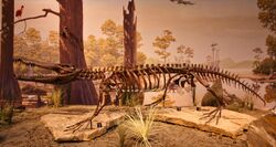 Borealosuchus skeleton cast.jpg