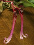 Bulbophyllum delitescens Orchi 019.jpg