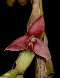 Bulbophyllum sagemuelleri , Raab Bustamante - cropped.jpg
