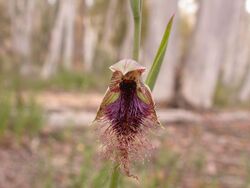 Calochilus platychilus - Flickr 003.jpg