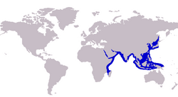 Carangoides bajad distribution.png