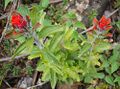 Castilleja arvensis (10539530484).jpg