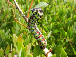 Caterpillar at Strandfontein, Cape Town.jpg