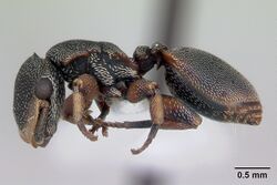 Cephalotes jheringi casent0173682 profile 1.jpg