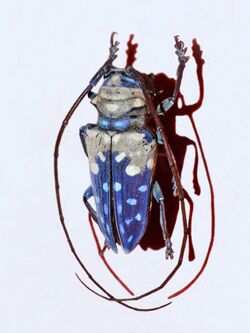 Cerambycidae - Sternotomis variabilis.jpg