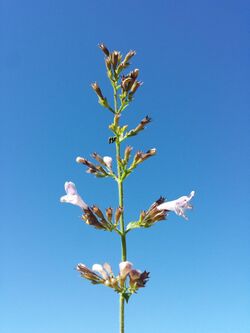 Clinopodium menthifolium sl7.jpg