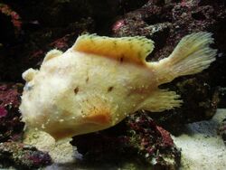 Clown Anglerfish (Antennarius maculates) - GRB.jpg