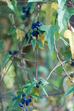 Cocculus orbiculatus HRM.jpg