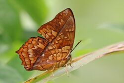 Common orange charaxes (Charaxes pleione).jpg