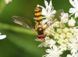 ComputerHotline - Syrphidae sp. (by) (11).jpg