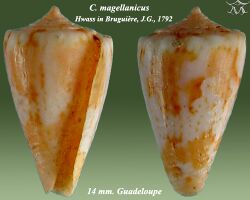 Conus magellanicus 1.jpg