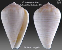 Conus micropunctatus 1.jpg