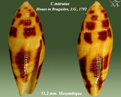 Conus mitratus 1.jpg