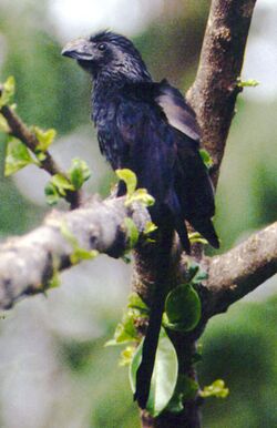 Crotophaga sulcirostrisPCSL15705B1.jpg