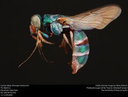 Cuckoo Wasp (Parnopes) (36829547254).jpg