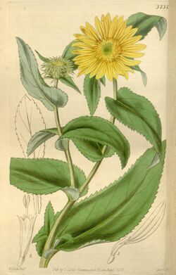 Curtis's botanical magazine (Plate 3737) (9126523605).jpg