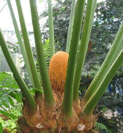 Cycas circinalis - sago palm - desc-top of trunk.jpg
