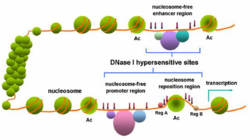 DNAse hypersensitive site.png