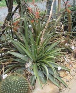 Deuterocohnia meziana 01.jpg