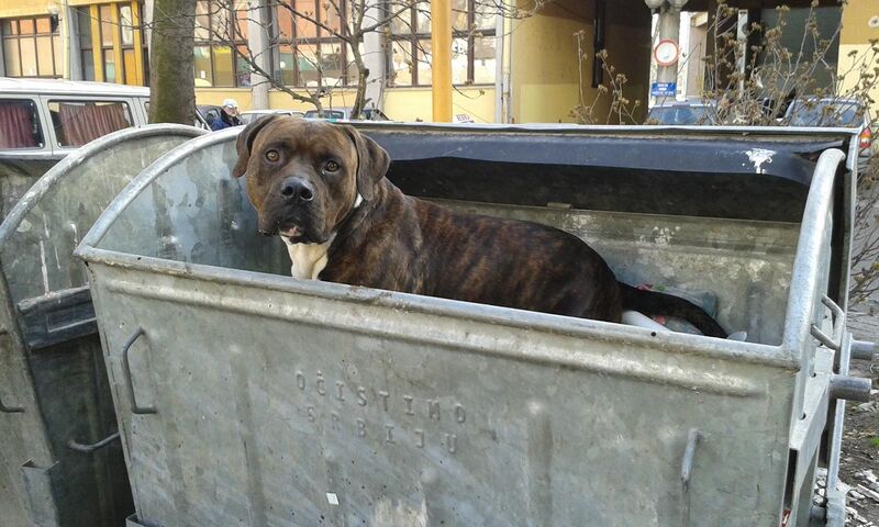 File:Dog in container.jpg