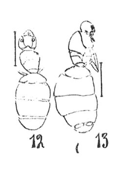 Dolichoderus bruneti 1937 N. Th. Holotype éch R366 x3 & éch R22 x3,3, p. 206-207 Pl. XIV, Hyménoptères du Sannoisien de Kleinkembs.pdf