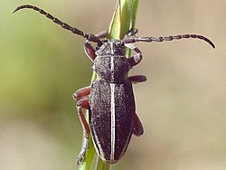 A close up photo black beetle with a white stripe down its back, its body is in full sunlight and looks slightly red. It has two long antennae and is resting on a green plant stalk. The background is out of focus.