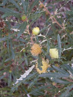 Dryandra squarrosa.JPG