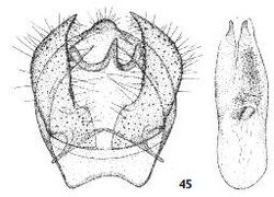 Ectoedemia hendrikseni male genitalia.JPG