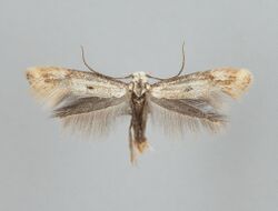 Elachista albidella.jpg