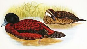 Illustration of male (left) and female (right) Maccoa ducks