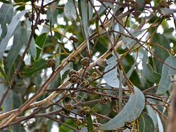 Eucalyptus agglomerata foliage.jpg