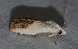 Eucosma giganteana – Giant Eucosma Moth (ID thanks to Fyn Kynd) (14605870631).jpg