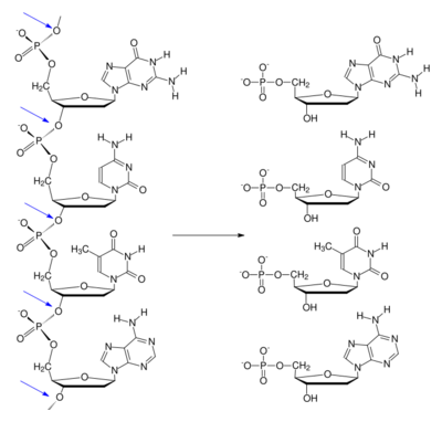 Exonuclease type a.svg