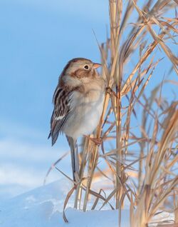 Field sparrow in CP (41514).jpg