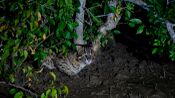 Fishing cat amidst mangroves.jpg